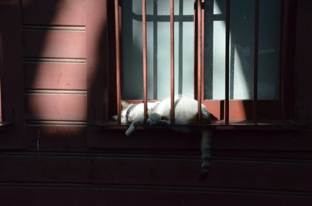 gato durmiendo